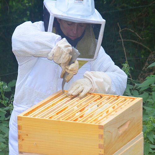 Ruches écologiques en bois naturel