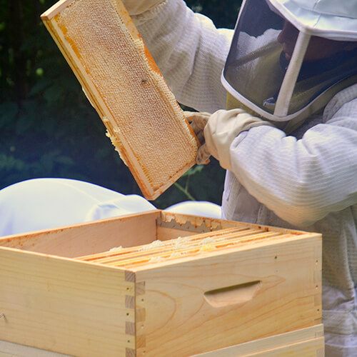 services apicoles sanitaires, conseil création de ruchers