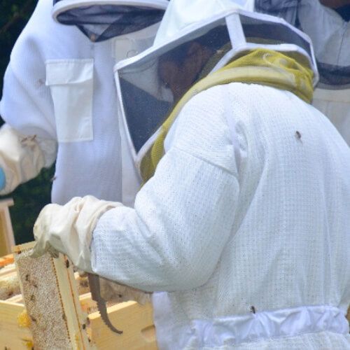 services apicoles conférences sur les abeilles, visite de ruchers