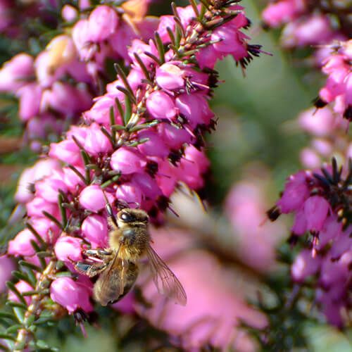 Abeilles noires et biodiversité