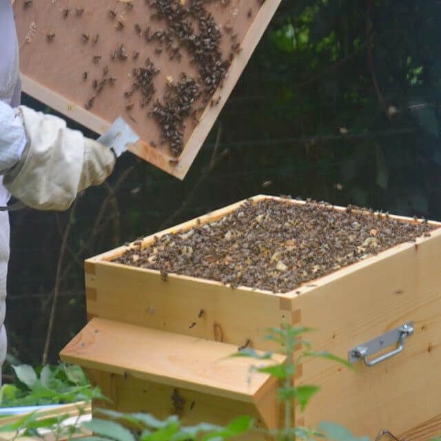 interventions sanitaires apicoles, conférences sur les abeilles, vente d'essaims d'abeilles noires...