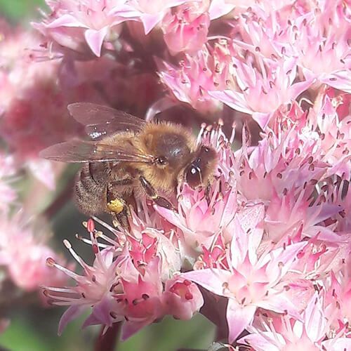 préservation de l'abeille noire de normandie